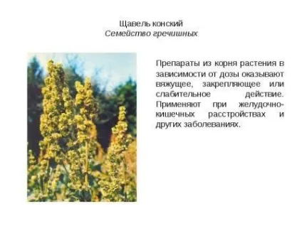Щавель кінський, лікування щавлем - будьте здорові (коренів кінського щавлю) Щавель кінський, лікування щавлем - будьте здорові