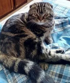 Шотландська висловуха кішка - все про котів і кішок з любов'ю (скільки живуть) Шотландська висловуха кішка - все про котів і кішок з любов'ю
