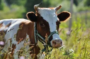 Шотландська корова удій, фото (корова) Шотландська корова удій, фото