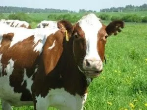 Шотландська корова удій, фото (корова) Шотландська корова удій, фото