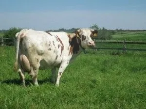 Шотландська корова удій, фото (шотландська) Шотландська корова удій, фото
