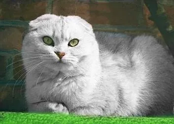 шотландський кіт