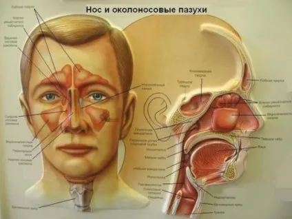 Синусит і гайморит в чому різниця, чим відрізняється їх лікування
