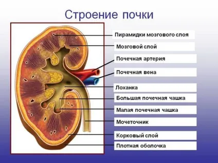 Синдром гіперехогенних пірамід нирок симптоми (нирок) Синдром гіперехогенних пірамід нирок симптоми