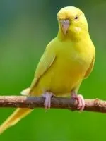 Скільки живуть амадини