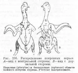 Система органів шкірного покриву птахів - все про тваринництво (покриву птахів служить) Система органів шкірного покриву птахів - все про тваринництво