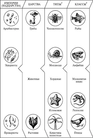 Система класифікації живих організмів - ооо - гісінг гео (класифікації) Система класифікації живих організмів - ооо - гісінг гео