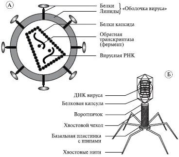 Система класифікації живих організмів - ооо - гісінг гео (кожен) Система класифікації живих організмів - ооо - гісінг гео