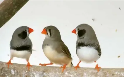 Скільки живуть амадини в домашніх умовах з фото і відео (скільки) Скільки живуть амадини в домашніх умовах з фото і відео