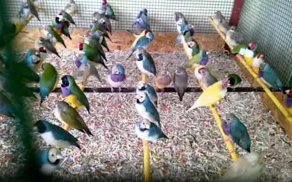 Скільки живуть амадини в домашніх умовах з фото і відео (амадини) Скільки живуть амадини в домашніх умовах з фото і відео