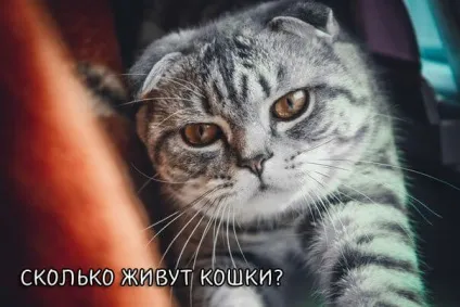 Скільки живуть кішки, скоттиш фолд висловухі мяу