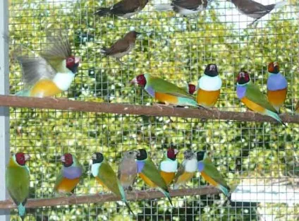 Скільки живуть амадини в домашніх умовах з фото і відео (домашніх) Скільки живуть амадини в домашніх умовах з фото і відео