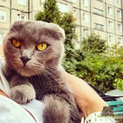 Скільки живуть кішки, скоттиш фолд висловухі мяу