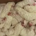 Собака без ніг знайшла люблячих господарів, omedvet (господарів) Собака без ніг знайшла люблячих господарів, omedvet