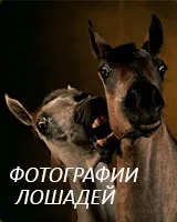 Слейпнир - восьминогий кінь одина