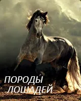 Слейпнир - восьминогий кінь одина