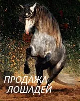 Слейпнир - восьминогий кінь одина