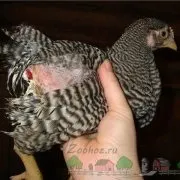 Зламаний ріг у корови чи є привід для неспокою (корови) Зламаний ріг у корови чи є привід для неспокою