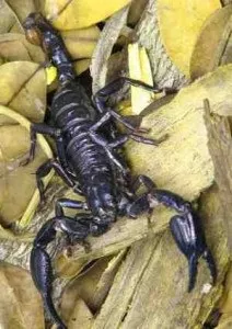 Зміст скорпіона в домашніх умовах