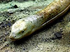 Зміст жовтопузика в тераріумі (або глухар. Ophisaurus ventralis (pall.) = Желтопузик) Зміст жовтопузика в тераріумі