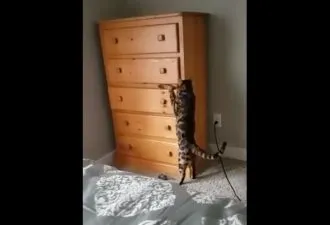 Собака стрибає через своїх друзів