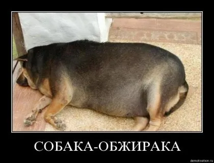 Собаки добірку собіракі або собаки демотівакі) - будинок приколів і гумору (собака-обоссака) Собаки добірку собіракі або собаки демотівакі) - будинок приколів і гумору