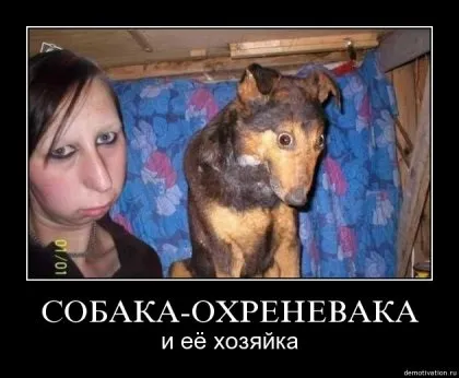 Собаки добірку собіракі або собаки демотівакі) - будинок приколів і гумору (собака-подозревака) Собаки добірку собіракі або собаки демотівакі) - будинок приколів і гумору