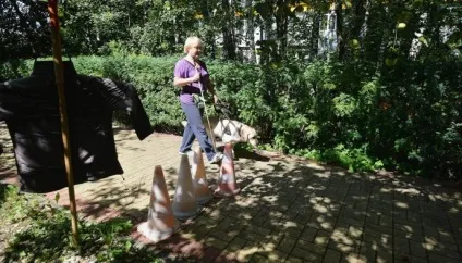 Собаки-поводирі історії тих, хто став очима незрячих (незрячих) Собаки-поводирі історії тих, хто став очима незрячих