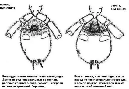 Зміст і розведення павуків-птахоїдів в домашніх умовах - биом (розведення) Зміст і розведення павуків-птахоїдів в домашніх умовах - биом