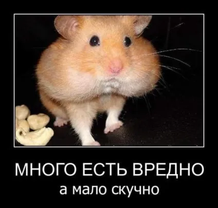 Смішні жарти про їжу, живемо в позитиві (смішні фото) Смішні жарти про їжу, живемо в позитиві