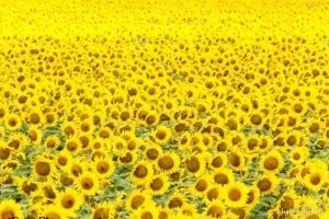 Сонник жовтий колір одягу, речей уві сні бачити до чого сниться (сонник) Сонник жовтий колір одягу, речей уві сні бачити до чого сниться