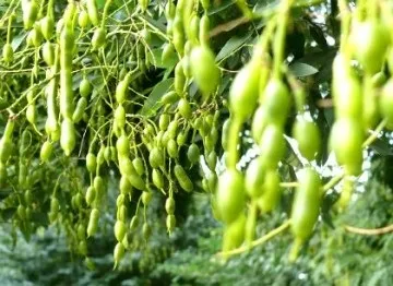 Софора японська настоянка інструкція застосування