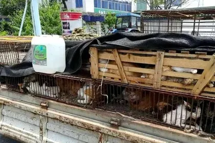 Сотні приготованих для продажу в ресторани кішок врятували в китаї звірі з життя (китаї) Сотні приготованих для продажу в ресторани кішок врятували в китаї звірі з життя