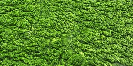 Сонник зелена вода до чого сниться зелена вода уві сні (чого) Сонник зелена вода до чого сниться зелена вода уві сні