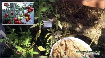 Сорт високорослих томатів спрут - відгуки та особистий досвід вирощування та догляду, сайт про сад, дачі і (помідори (томати)) Сорт високорослих томатів спрут - відгуки та особистий досвід вирощування та догляду, сайт про сад, дачі і