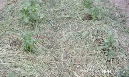 Солома в садово-городніх роботах