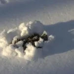 Сплять чи взимку кроти та інші відповіді на ваші питання (сплять) Сплять чи взимку кроти та інші відповіді на ваші питання