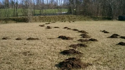 Сплять чи взимку кроти та інші відповіді на ваші питання (сплять) Сплять чи взимку кроти та інші відповіді на ваші питання
