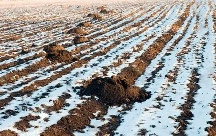 Сплять чи взимку кроти та інші відповіді на ваші питання (кроти) Сплять чи взимку кроти та інші відповіді на ваші питання