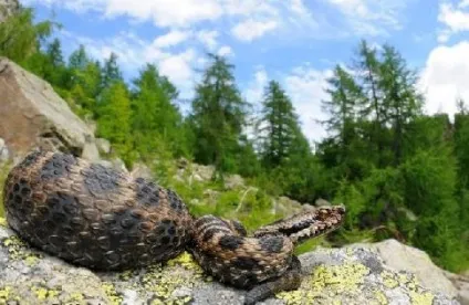 Степова гадюка опис доповідь інформація повідомлення шипіння розміри довжина фото відео (фото) Степова гадюка опис доповідь інформація повідомлення шипіння розміри довжина фото відео