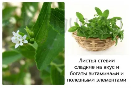 Стевія користь і шкода натурального цукрозамінника (цукрозамінника) Стевія користь і шкода натурального цукрозамінника