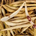 Стулки квасолі при цукровому діабеті (діабеті) Стулки квасолі при цукровому діабеті