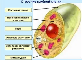 Будова клітини гриба, студентське життя (клітини) Будова клітини гриба, студентське життя