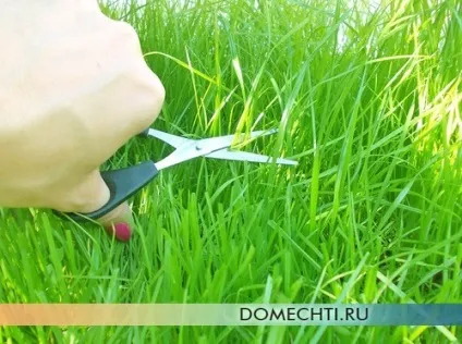 Стрижка газону і догляд за газонної травою, будинок мрії (покіс газону) Стрижка газону і догляд за газонної травою, будинок мрії