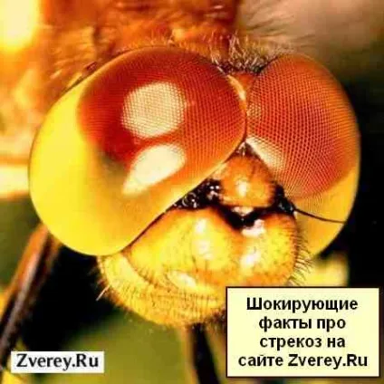 Бабки їх очі і зір, як полюють, як ловлять видобуток і інші факти (очі) Бабки їх очі і зір, як полюють, як ловлять видобуток і інші факти
