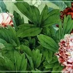 Весілля по фен-шуй