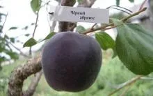 Абрикос - види і сорти; опис користі, харчової цінності, шкоди; вирощування (вирощування) Абрикос - види і сорти; опис користі, харчової цінності, шкоди; вирощування