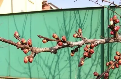 Абрикос в середній смузі посадка і догляд, вирощування сортів вУкаіни (посадка) Абрикос в середній смузі посадка і догляд, вирощування сортів вУкаіни