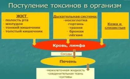 Альфальфа інструкція із застосування препарату (Нормалізує обмін речовин) Альфальфа інструкція із застосування препарату