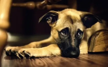 9 Самих популярних продуктів харчування з усього світу (всього) 9 Самих популярних продуктів харчування з усього світу